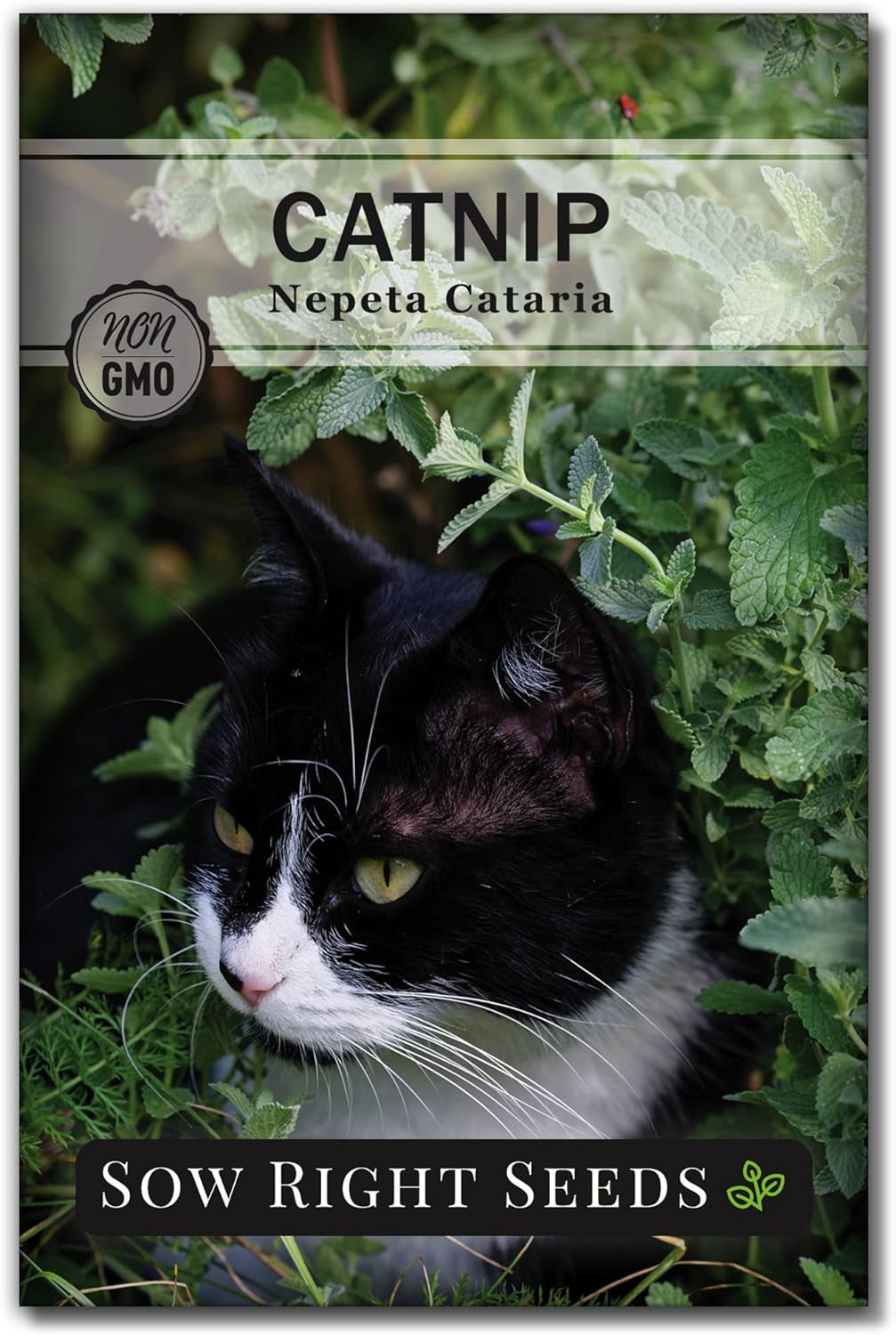 - Catnip and Cat Grass Seed Collection for Planting Indoors or Outdoors - Includes Popular Herb Catnip and Cat Grass (100% Sweet Oat Grass) - Non-Gmo Heirloom Packet - Pet Friendly