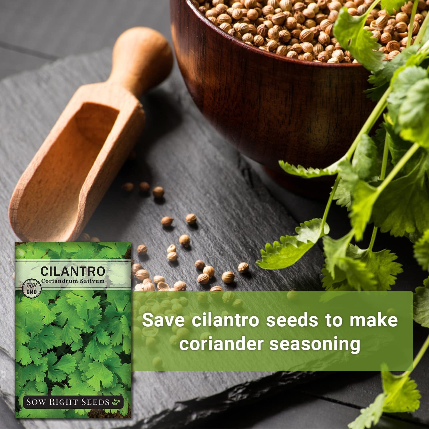 - Cilantro Seeds for Planting - Non-Gmo Heirloom Packet with Instructions to Grow a Kitchen Herb Garden - Great Addition to Your Cooking - Make Coriander Seasoning - Zesty Herb (1)