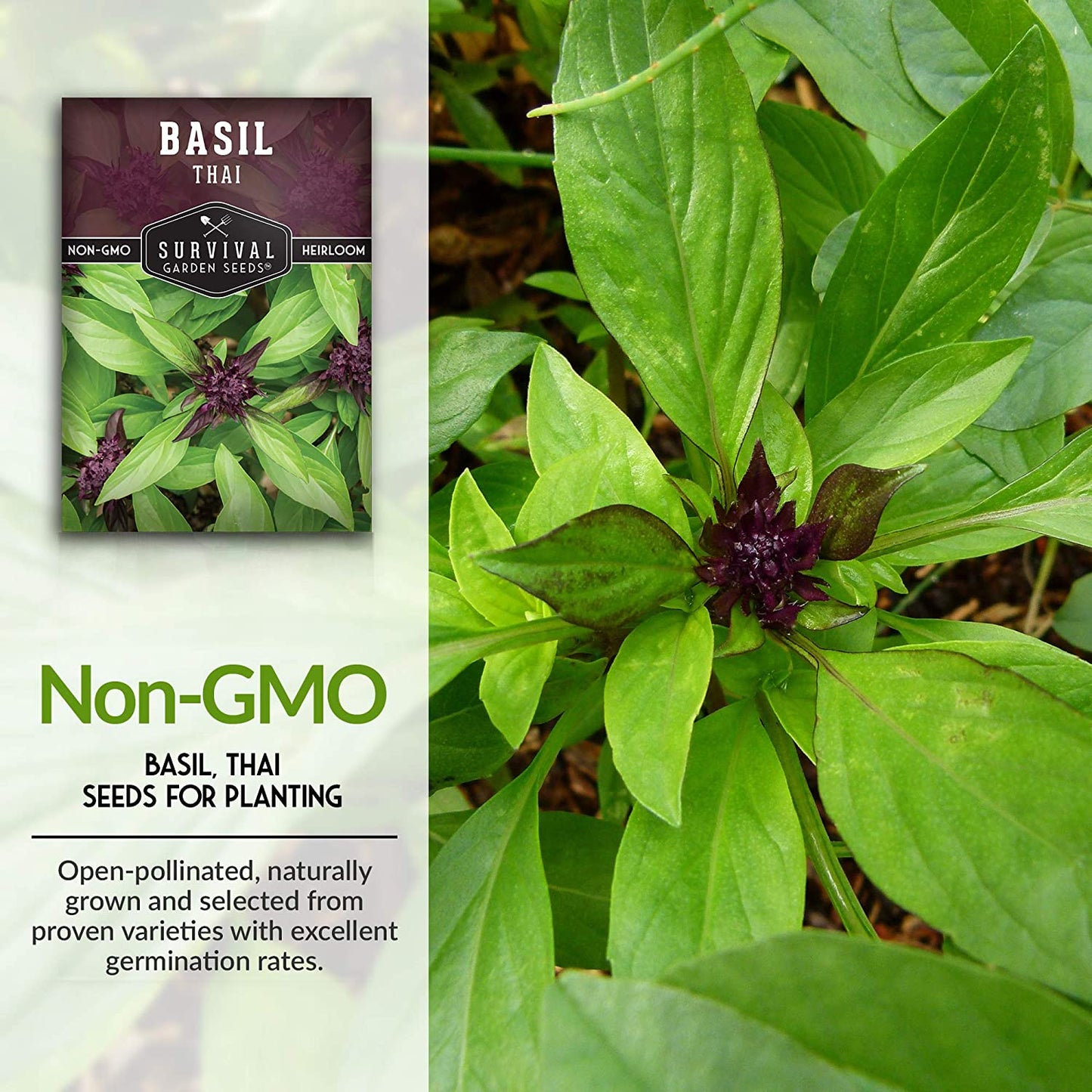 - Thai Basil Seed for Planting - Packet with Instructions to Plant and Grow Asian Basil Indoors or Outdoors in Your Home Vegetable Garden - Non-Gmo Heirloom Variety - 5 Pack