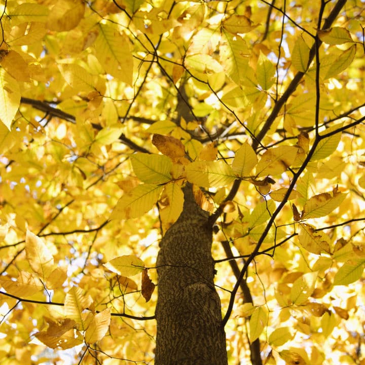 American Beech | Shade Tree by Growing Home Farms