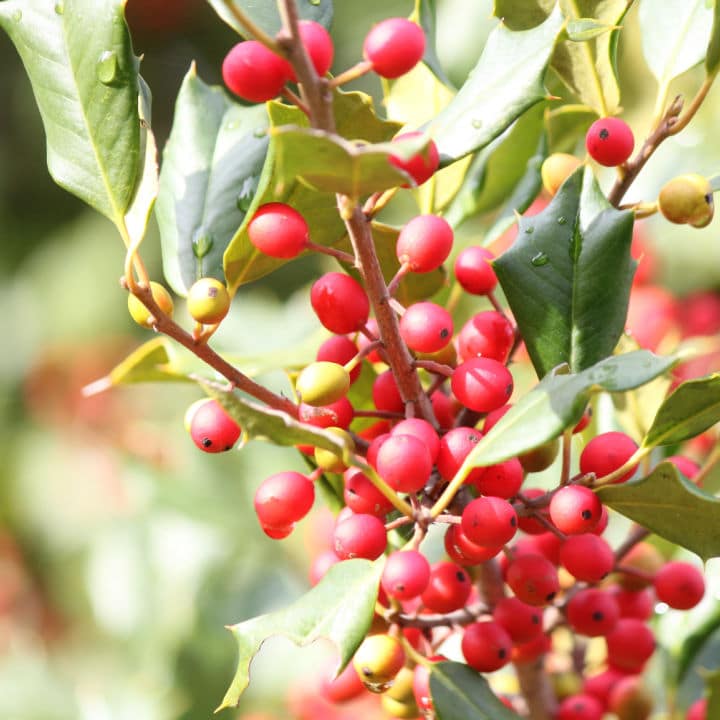 American Holly by Growing Home Farms