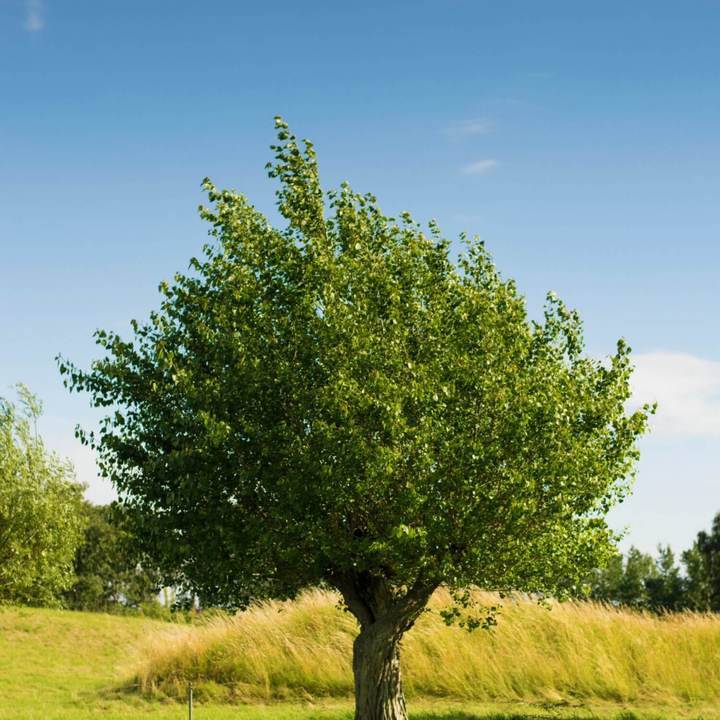 American Elm by Growing Home Farms