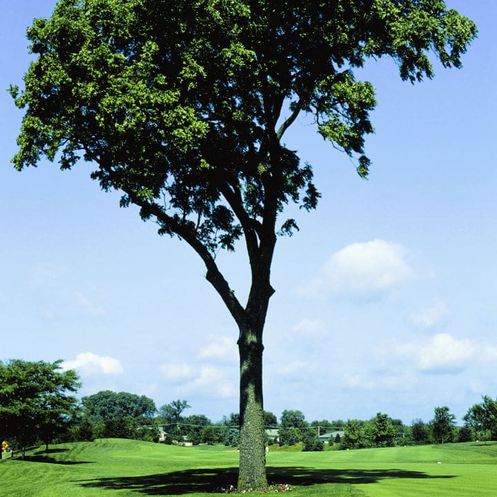 Black Walnut | Fruit Tree by Growing Home Farms