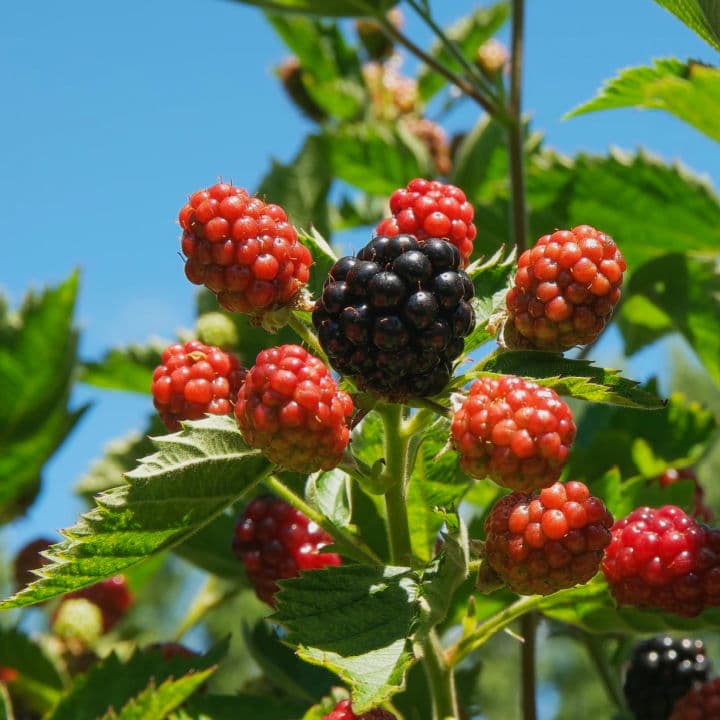 Apache Thornless Blackberry by Growing Home Farms