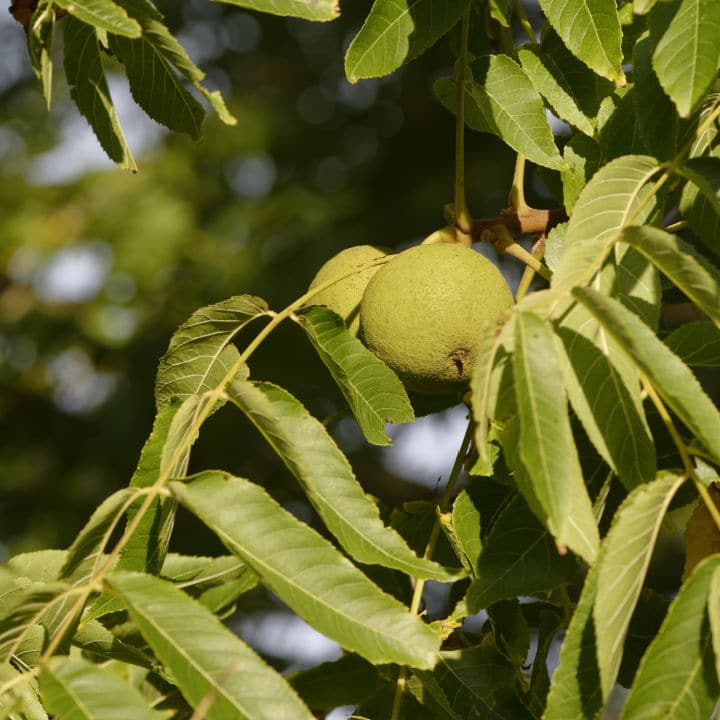 Butternut (White Walnut) | Fruit Tree by Growing Home Farms