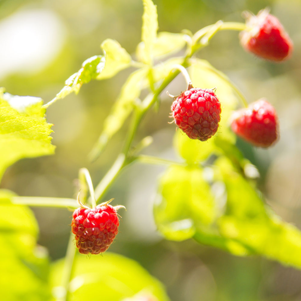Red Raspberry 'Coho' by Growing Home Farms