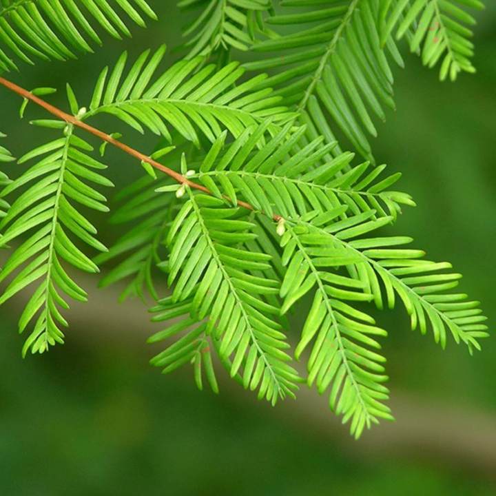 Dawn Redwood | Shade Tree by Growing Home Farms