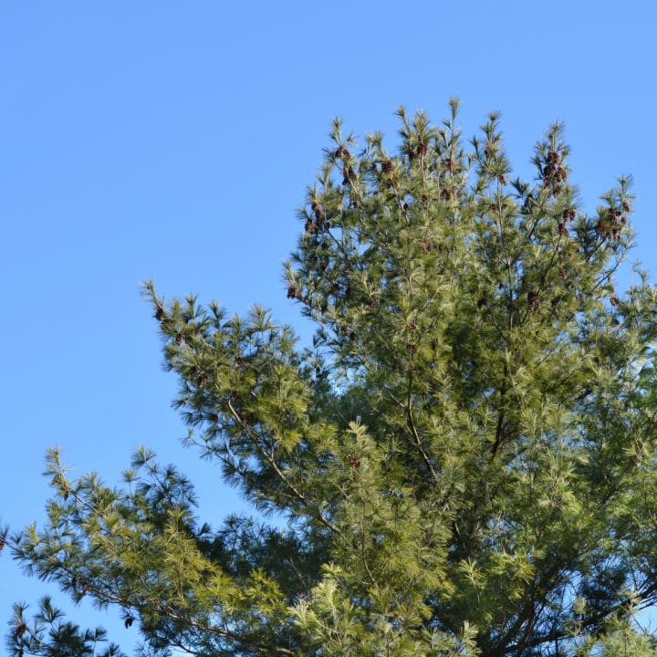 Eastern White Pine | Shade Tree by Growing Home Farms