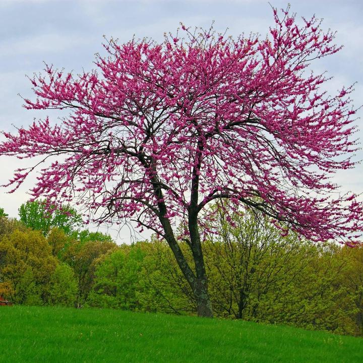 Eastern Redbud | Flowering Tree by Growing Home Farms