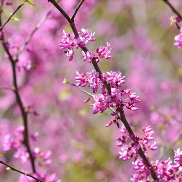 Eastern Redbud | Flowering Tree by Growing Home Farms