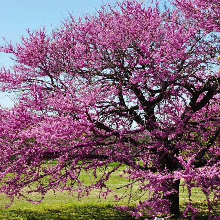 Eastern Redbud | Flowering Tree by Growing Home Farms