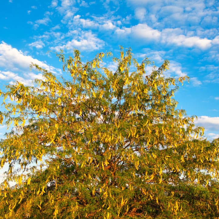 Honey Locust Tree by Growing Home Farms