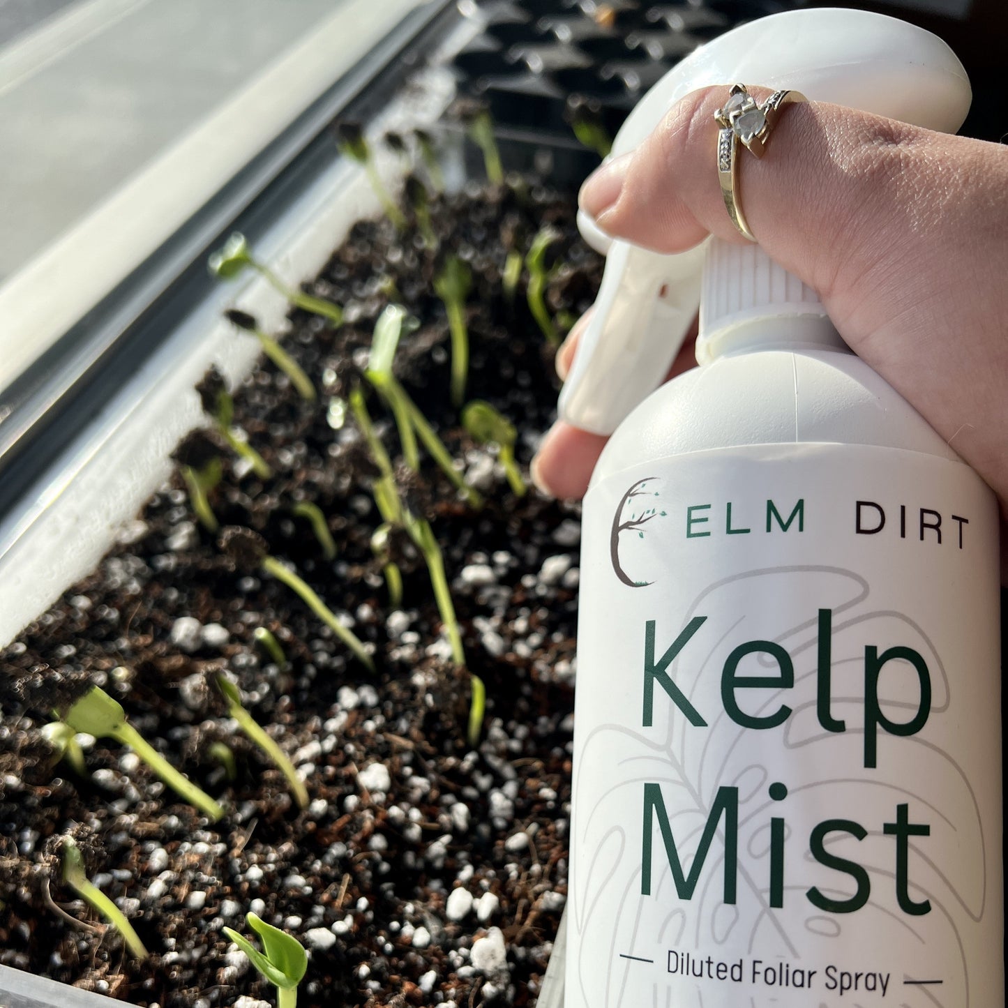 Kelp Mist by Elm Dirt