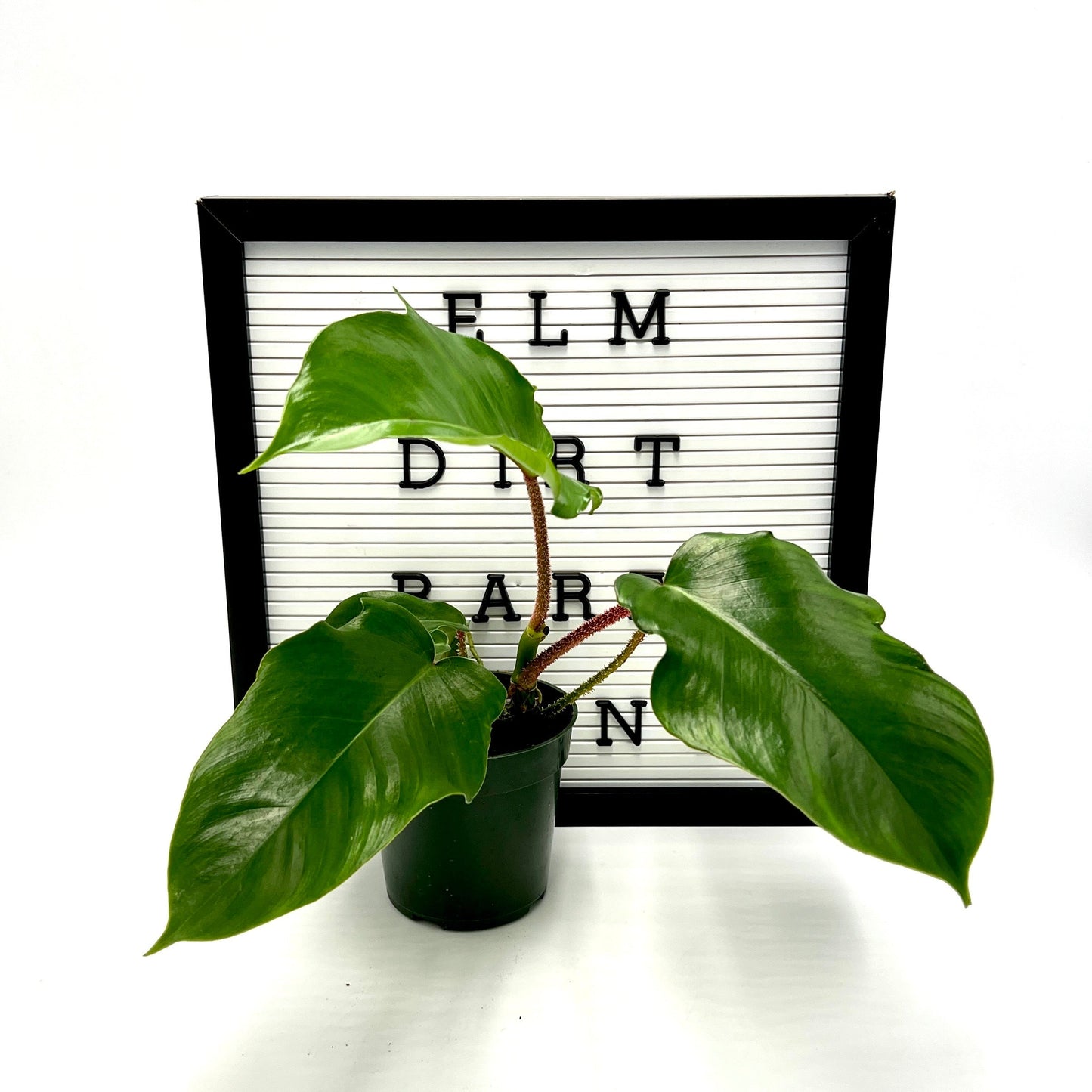 Philodendron Squamiferum by Elm Dirt