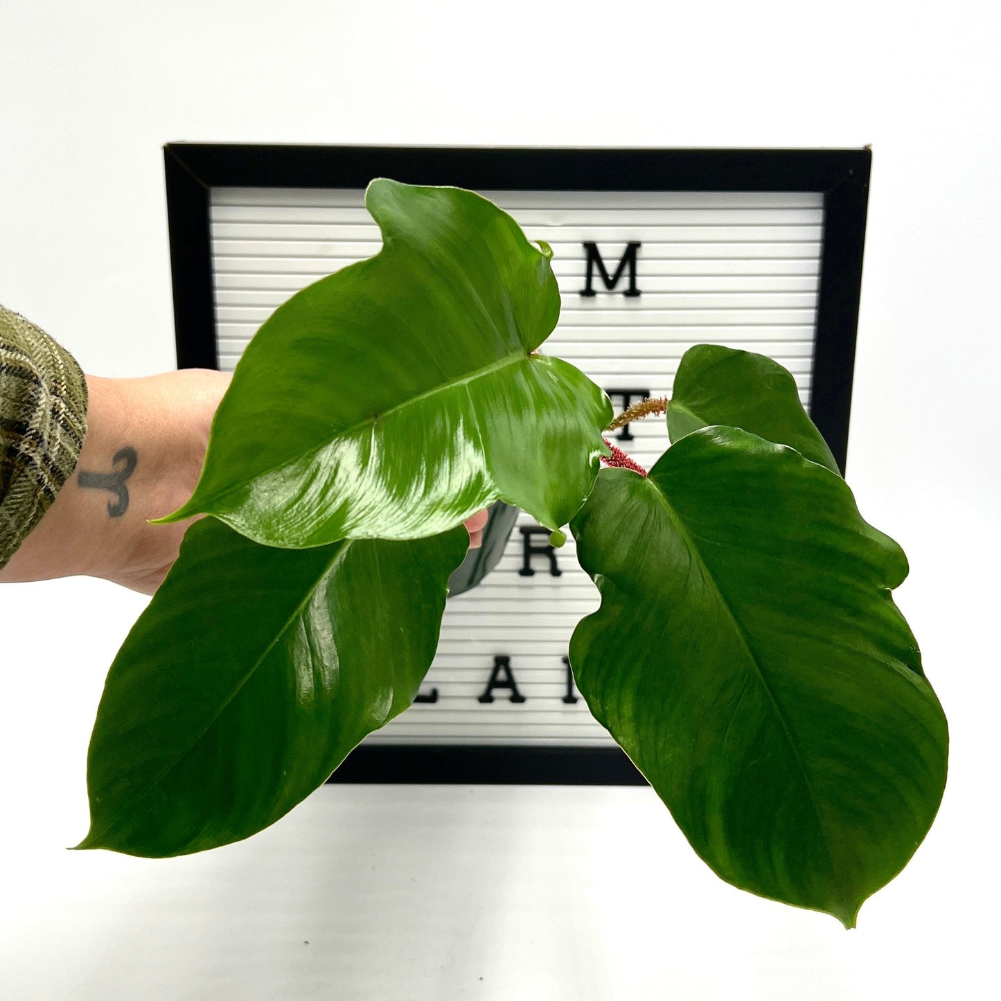 Philodendron Squamiferum by Elm Dirt