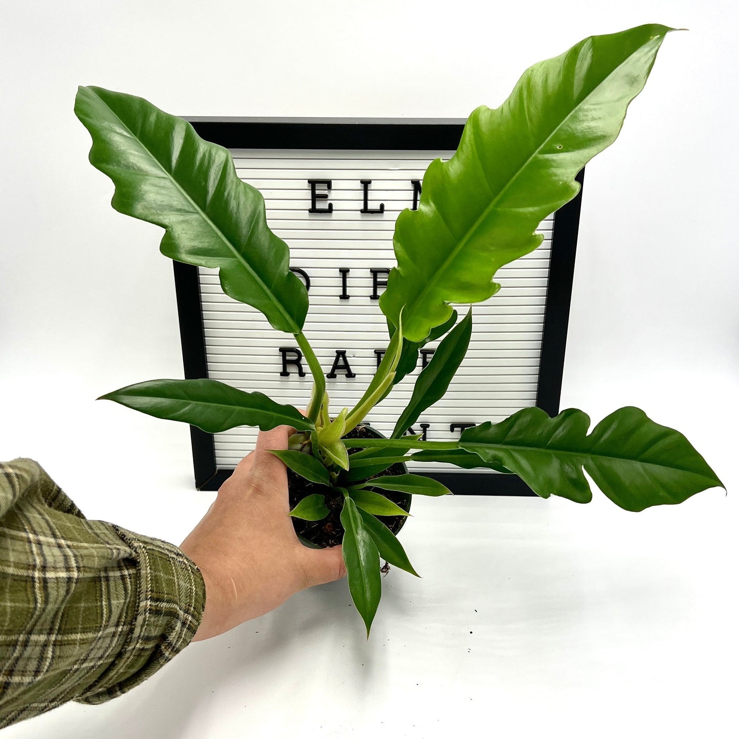 Jungle Boogie Philodendron by Elm Dirt