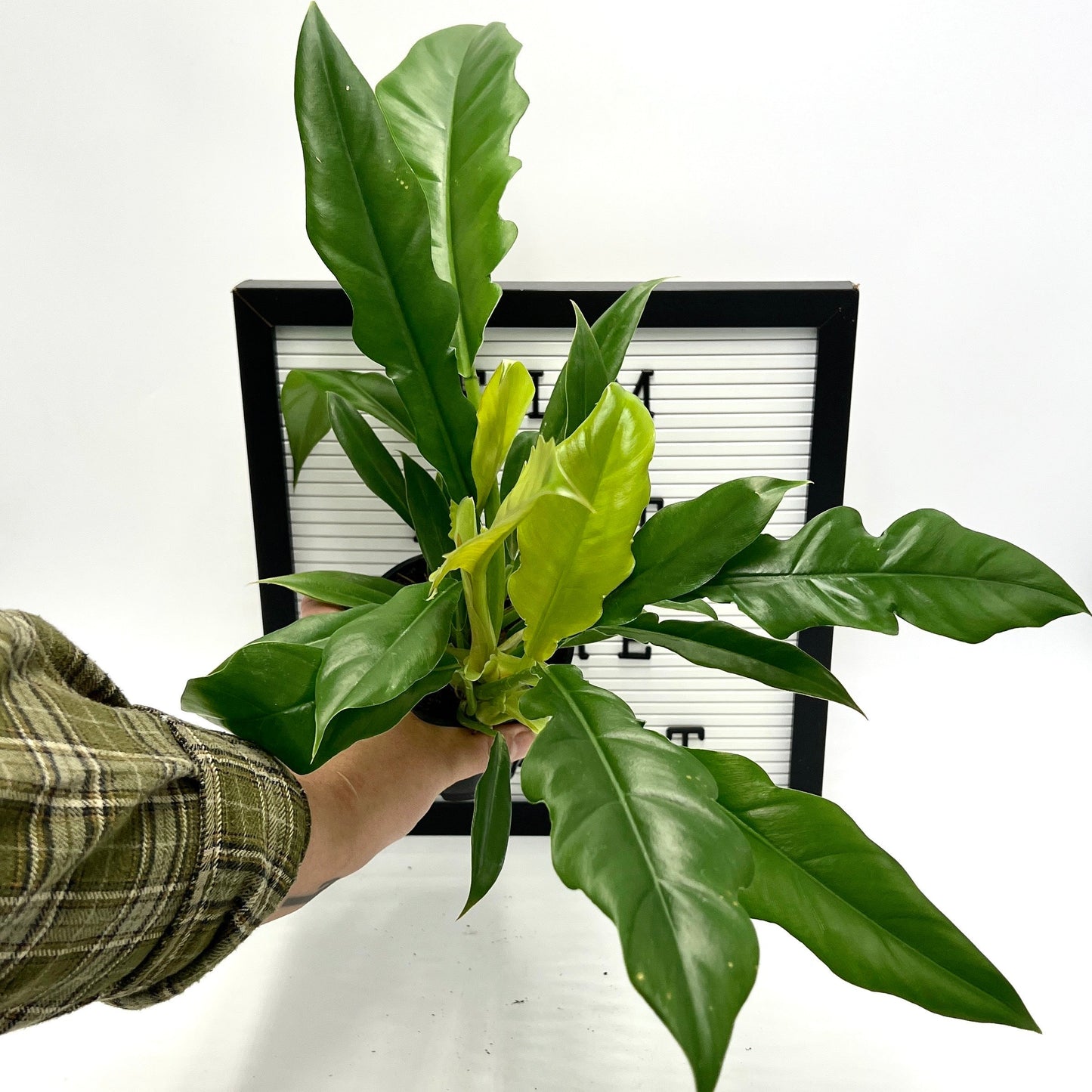 Jungle Boogie Philodendron by Elm Dirt