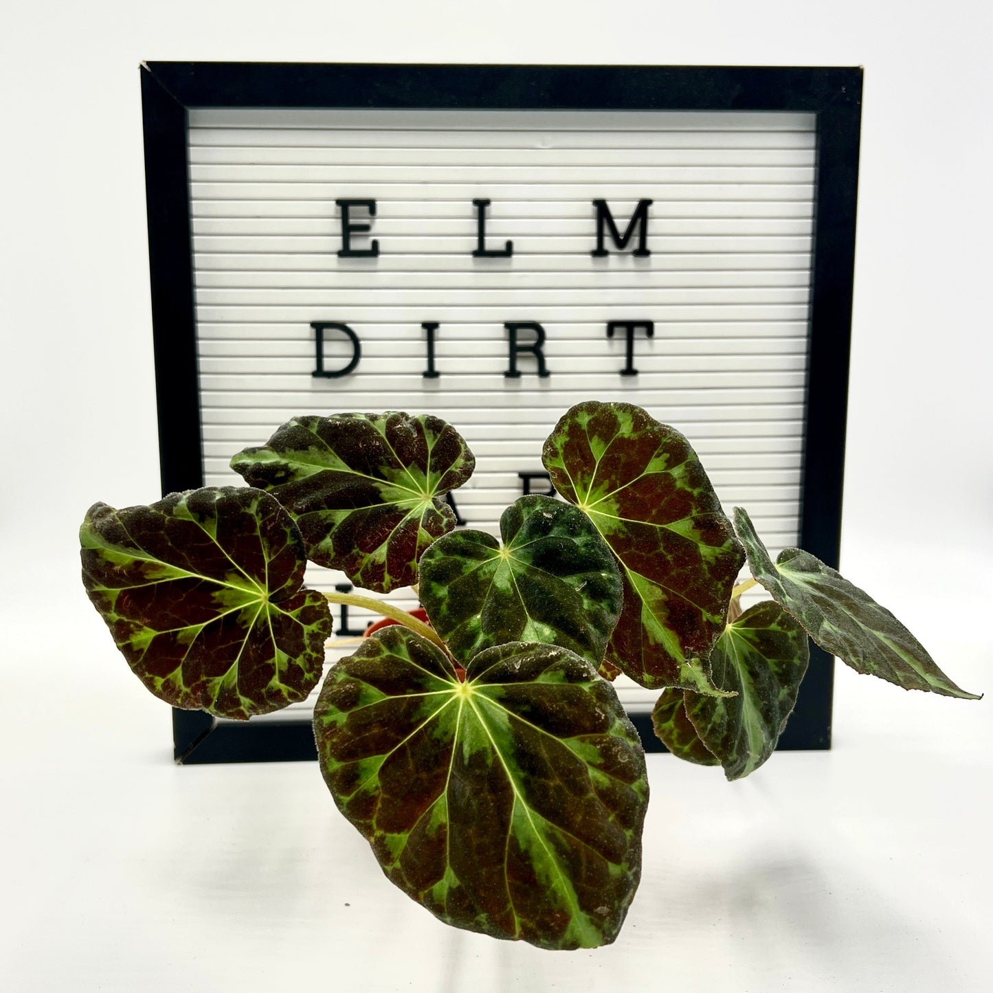 Begonia Barsalouxiae by Elm Dirt