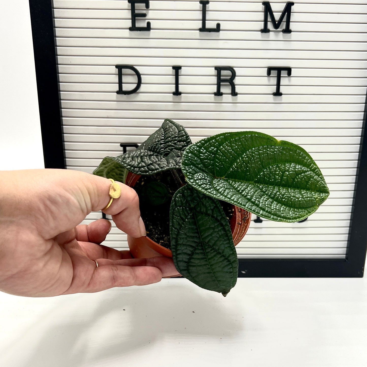 Piper Parmatum Peperomia by Elm Dirt