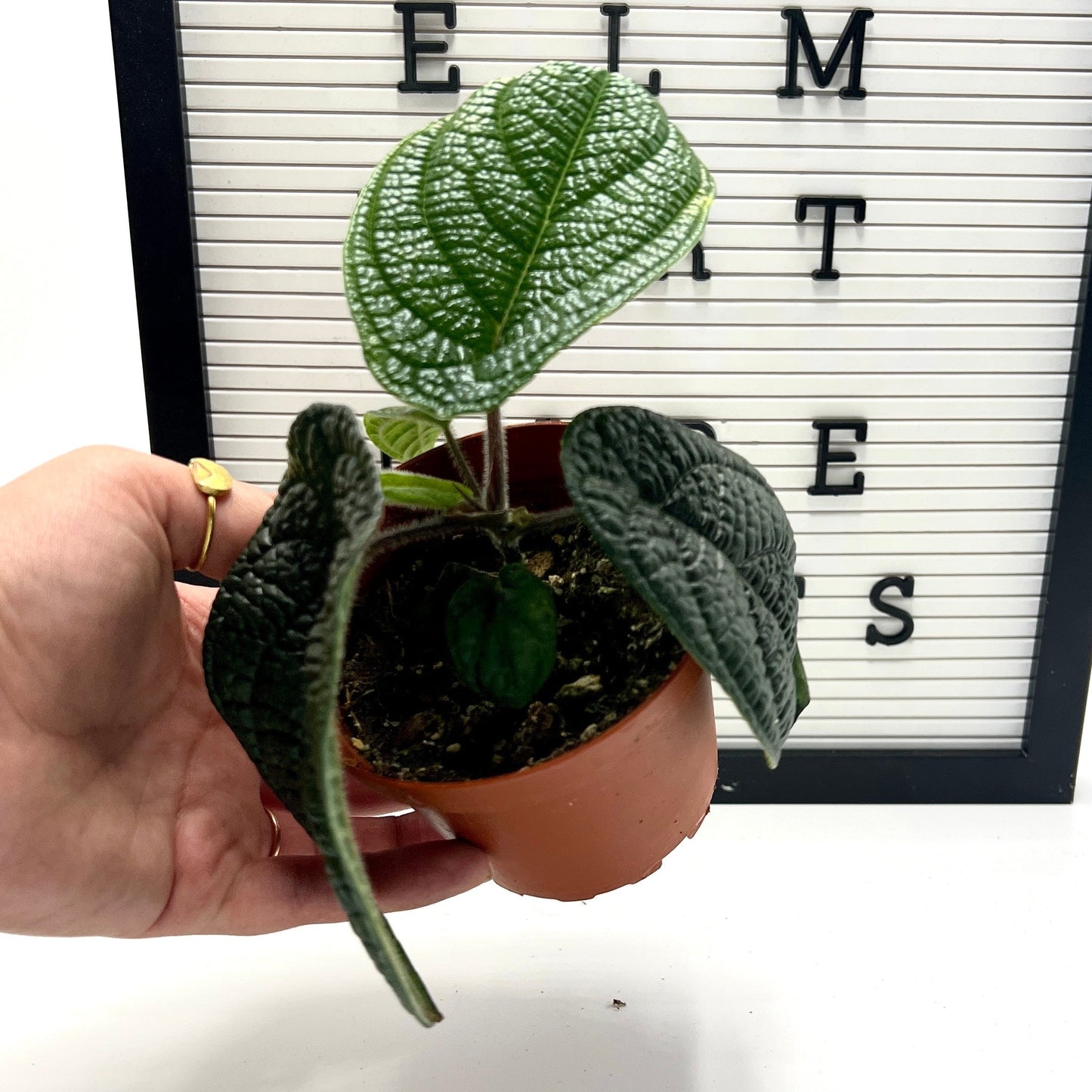 Piper Parmatum Peperomia by Elm Dirt