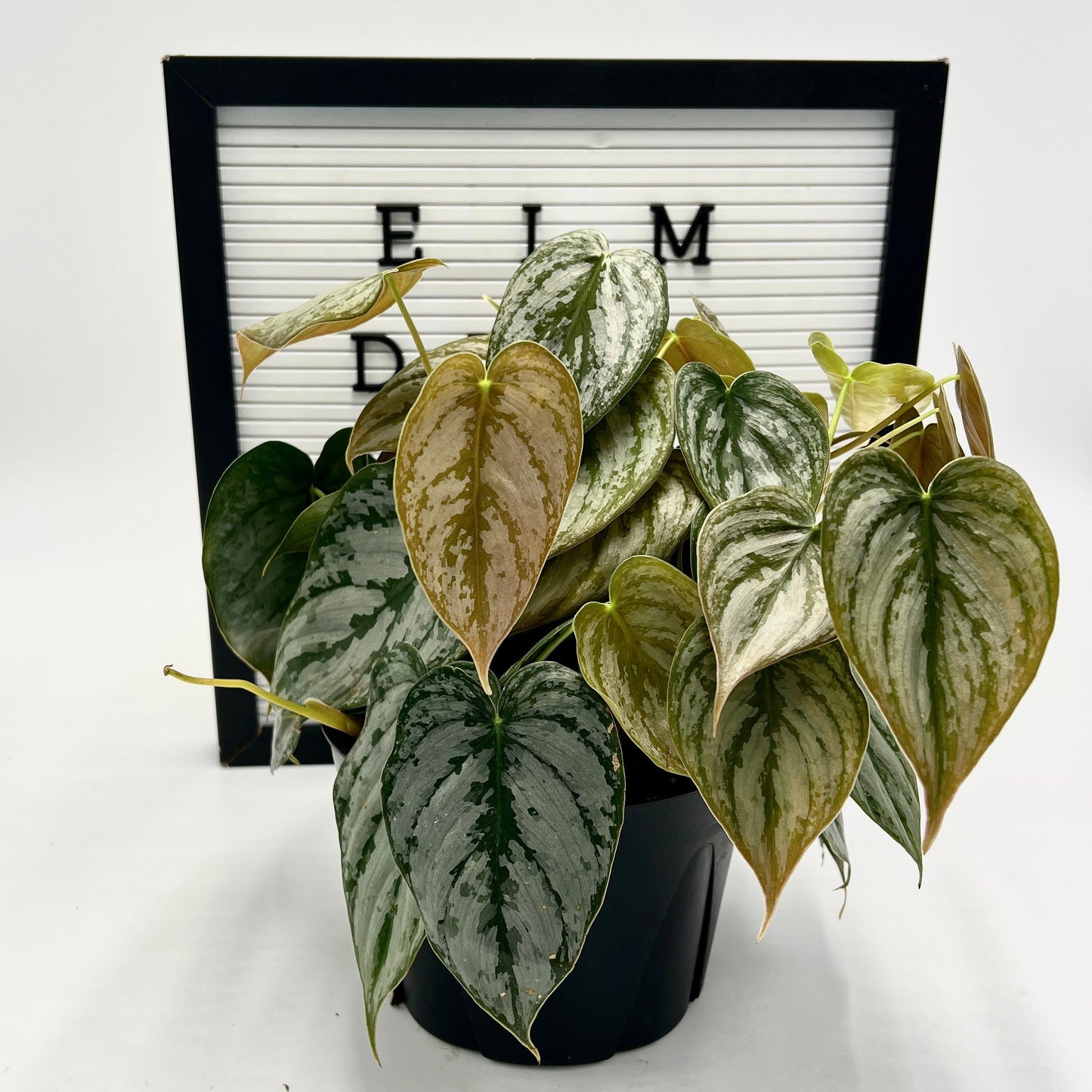 Philodendron Brandtianum by Elm Dirt