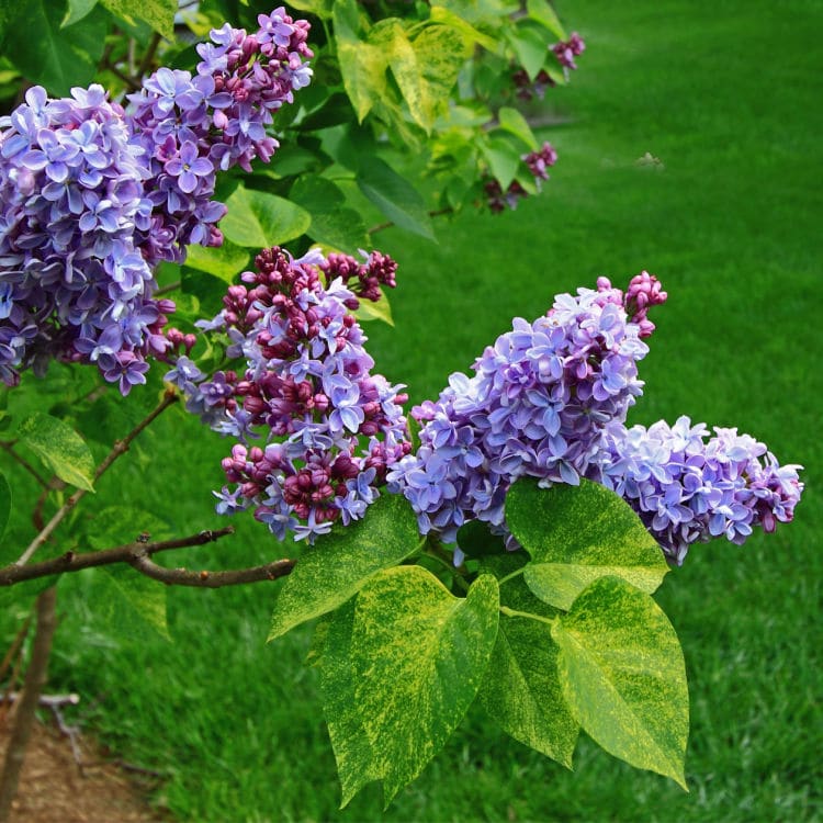 Lilac | Flowering Tree by Growing Home Farms