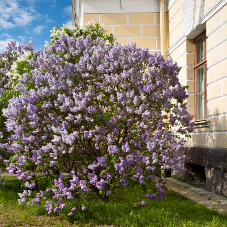 Lilac | Flowering Tree by Growing Home Farms