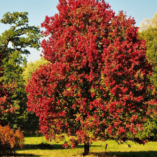 October Glory Maple by Growing Home Farms