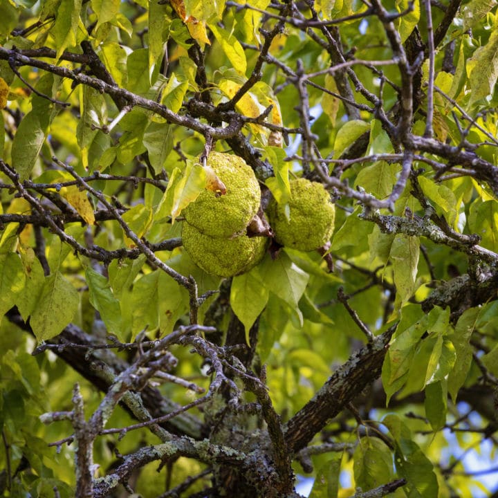 Osage Orange | Fruit Tree by Growing Home Farms