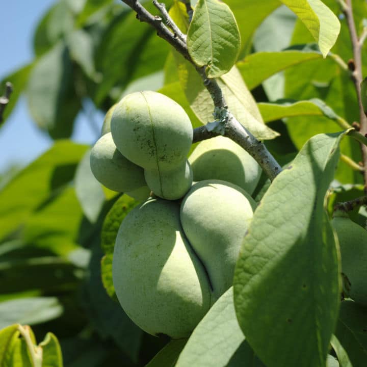 Paw Paw Trees | Fruit Tree by Growing Home Farms
