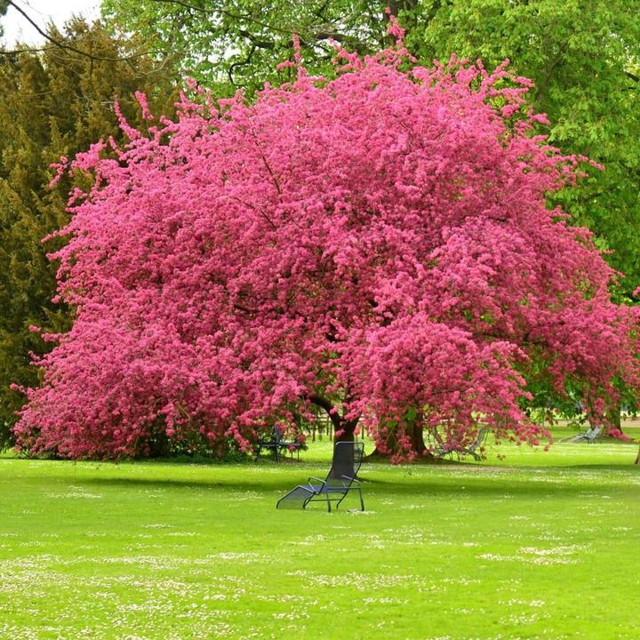 Pink Dogwood | Flowering Tree by Growing Home Farms