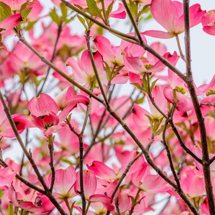 Pink Dogwood | Flowering Tree by Growing Home Farms