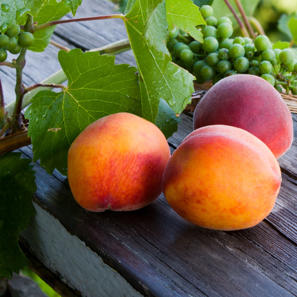 Red Haven Peach by Growing Home Farms