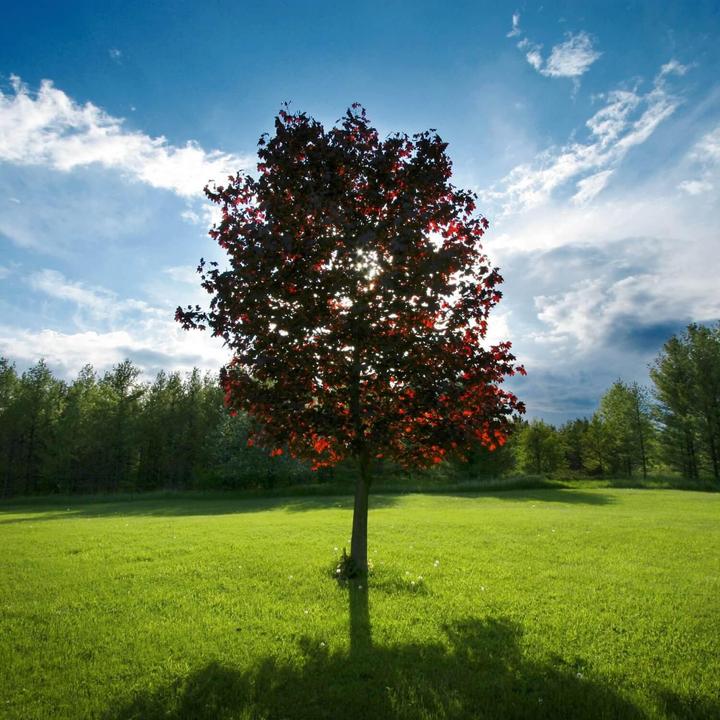 Red Maple | Shade Tree by Growing Home Farms