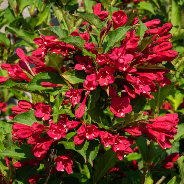 Ruby Red Weigela | Shop Shrubs by Growing Home Farms