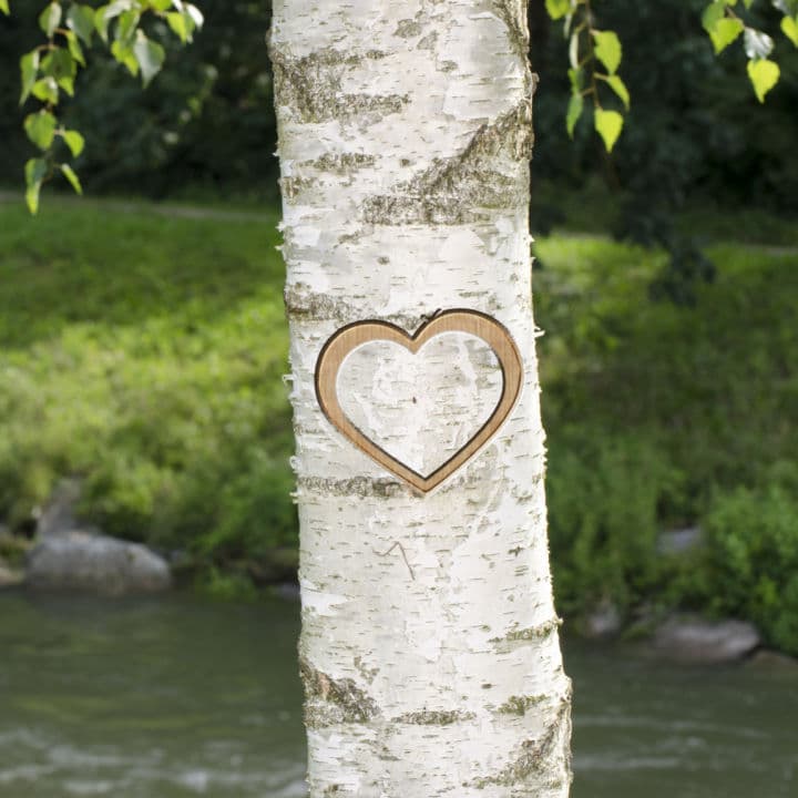River Birch | Shade Trees by Growing Home Farms