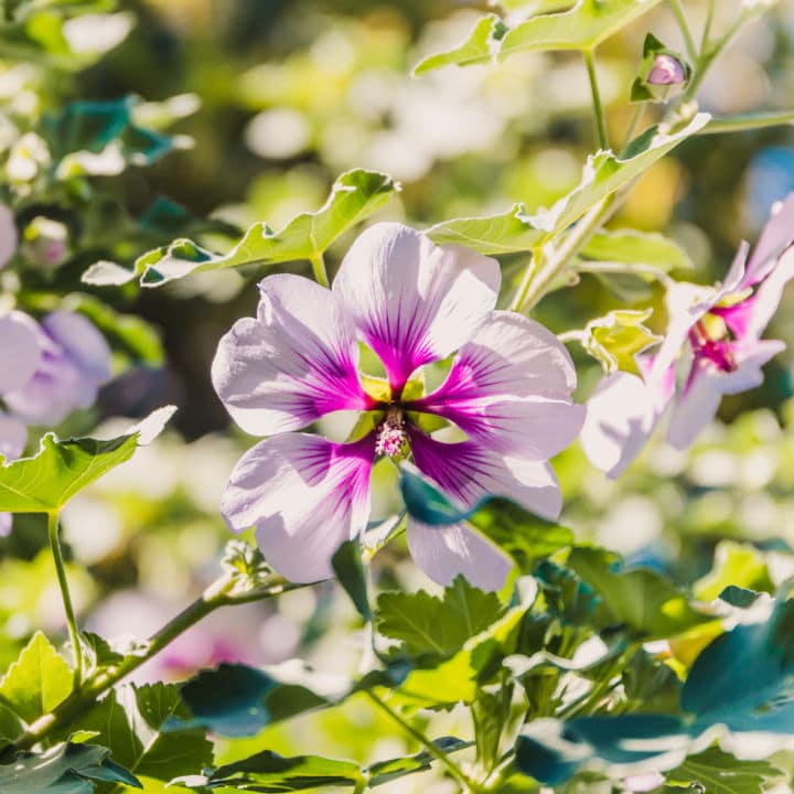 Aphrodite Rose of Sharon | Shop Shrubs by Growing Home Farms