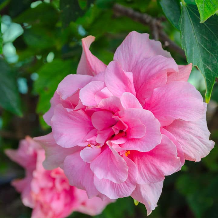 Rose of Sharon Ardens | Shop Shrubs by Growing Home Farms