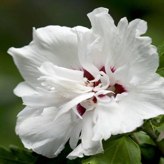 Rose of Sharon Morning Star by Growing Home Farms