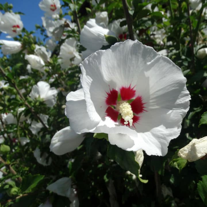 Rose of Sharon Red Heart | Shop Shrubs by Growing Home Farms