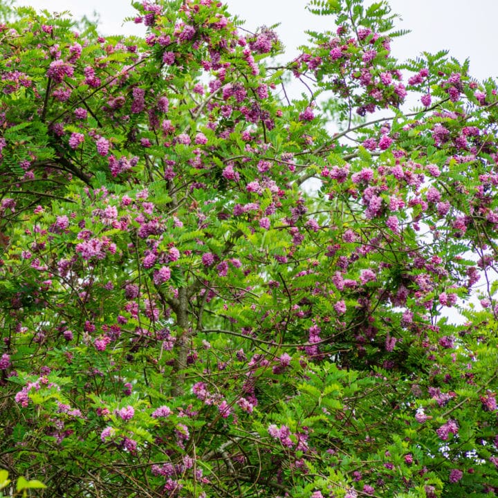 Royal Purple Smoketree | Shop Shrubs by Growing Home Farms