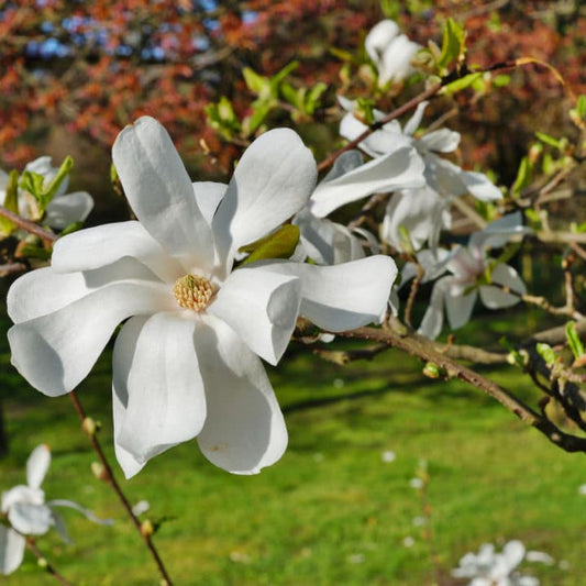 Royal Star Magnolia | Flowering Tree by Growing Home Farms