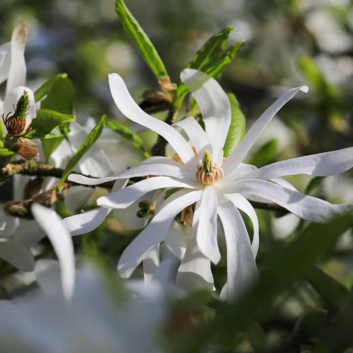 Royal Star Magnolia | Flowering Tree by Growing Home Farms