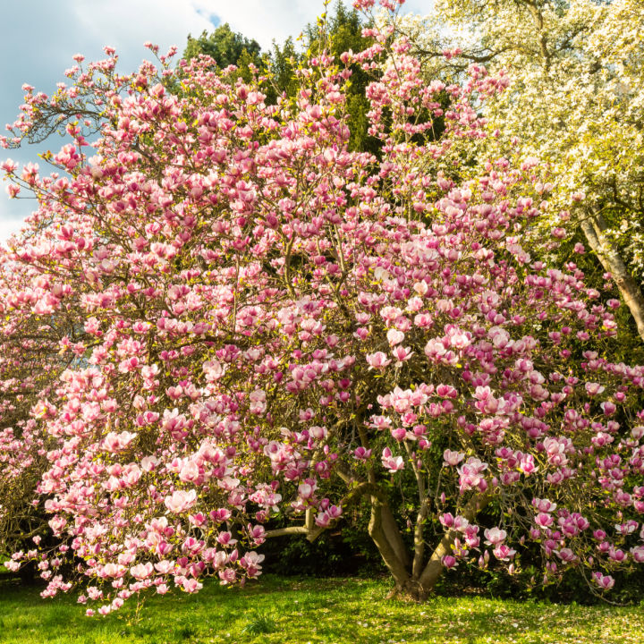 Saucer Magnolia | Flowering Tree by Growing Home Farms