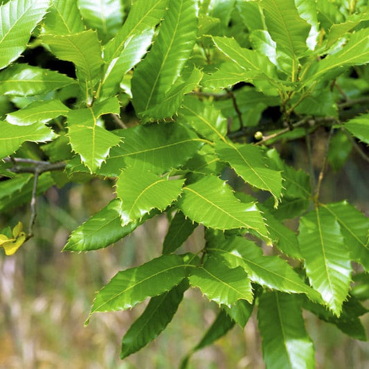 Sawtooth Oak | Shade Tree by Growing Home Farms
