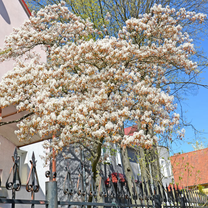 Shadblow Serviceberry | Flowering Tree by Growing Home Farms