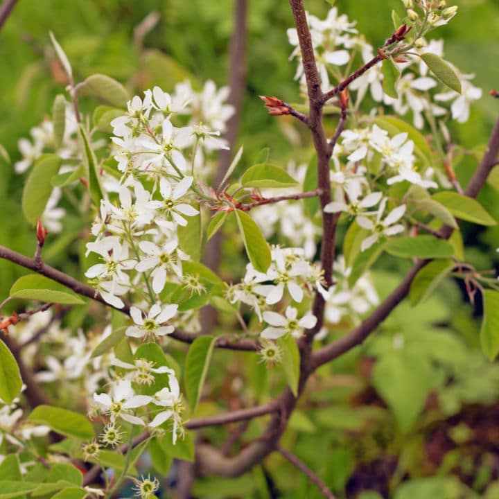 Shadblow Serviceberry | Flowering Tree by Growing Home Farms