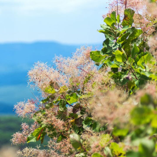 American Smoketree | Flowering Tree by Growing Home Farms