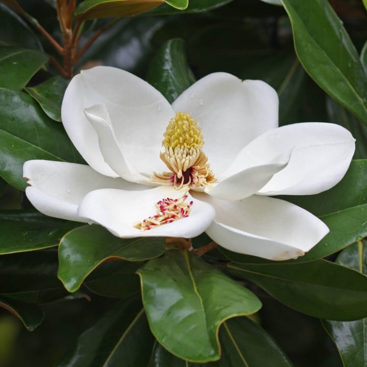 Southern Magnolia by Growing Home Farms
