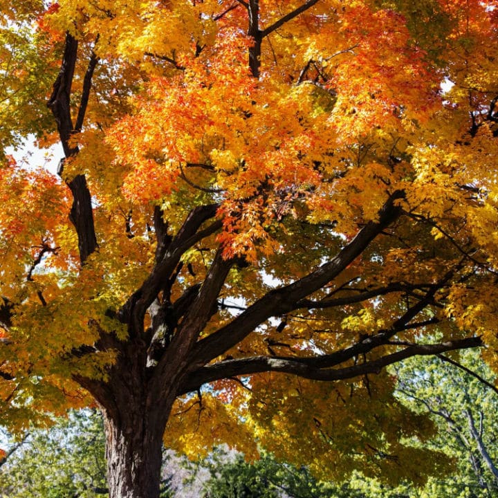 Sugar Maple Trees | Shade Tree by Growing Home Farms